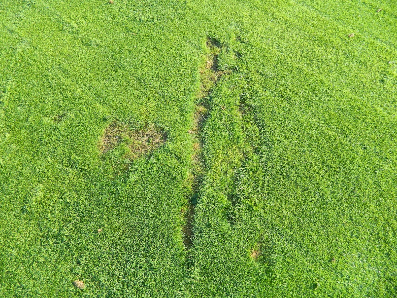 LGCC Golf Maintenance: Driving Range Divots - Linear Pattern