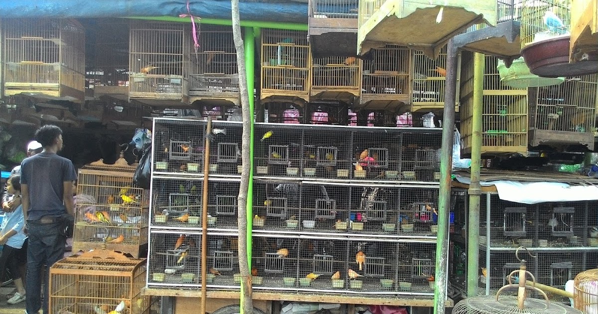 Pasar Pasar Hewan Di Kota Bandung Info Bandung