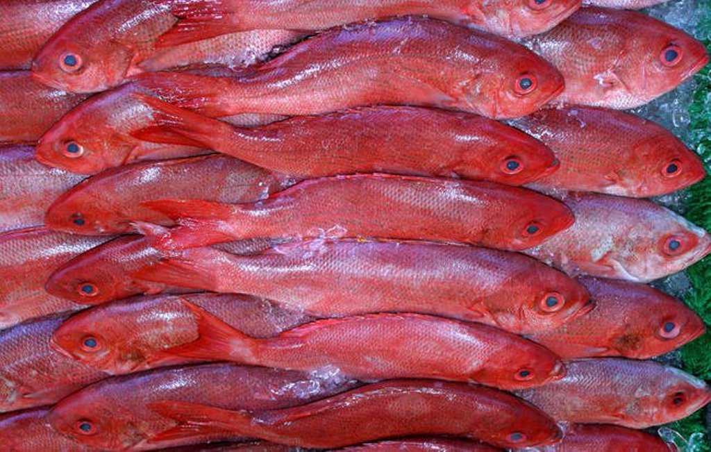 snapper fish snapper fish