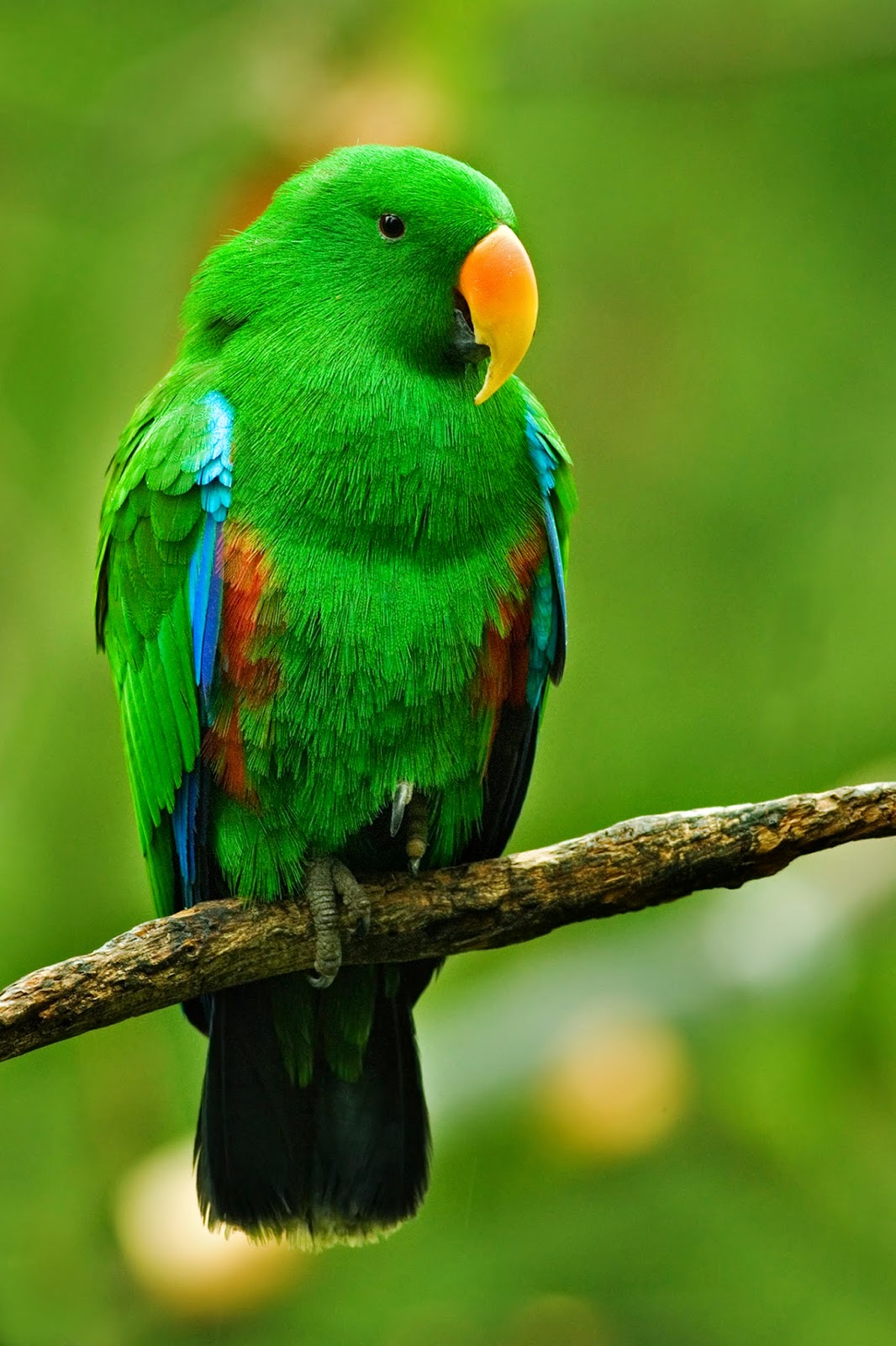 880+ Gambar Burung Nuri Papua HD Terbaru
