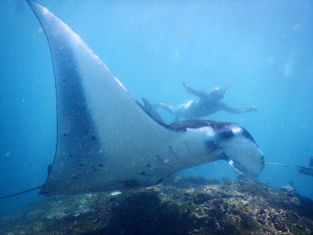 les raies géantes à nusa penida bali