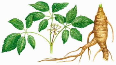 medicinal herb - ginseng