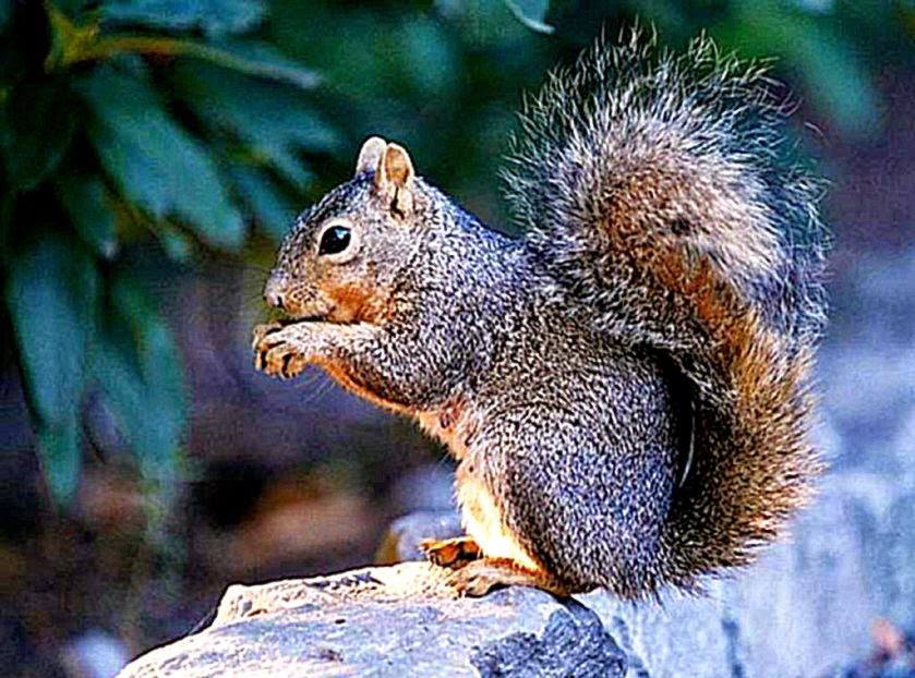 Squirrel Wallpapers Wallpaper 1 15 of 15