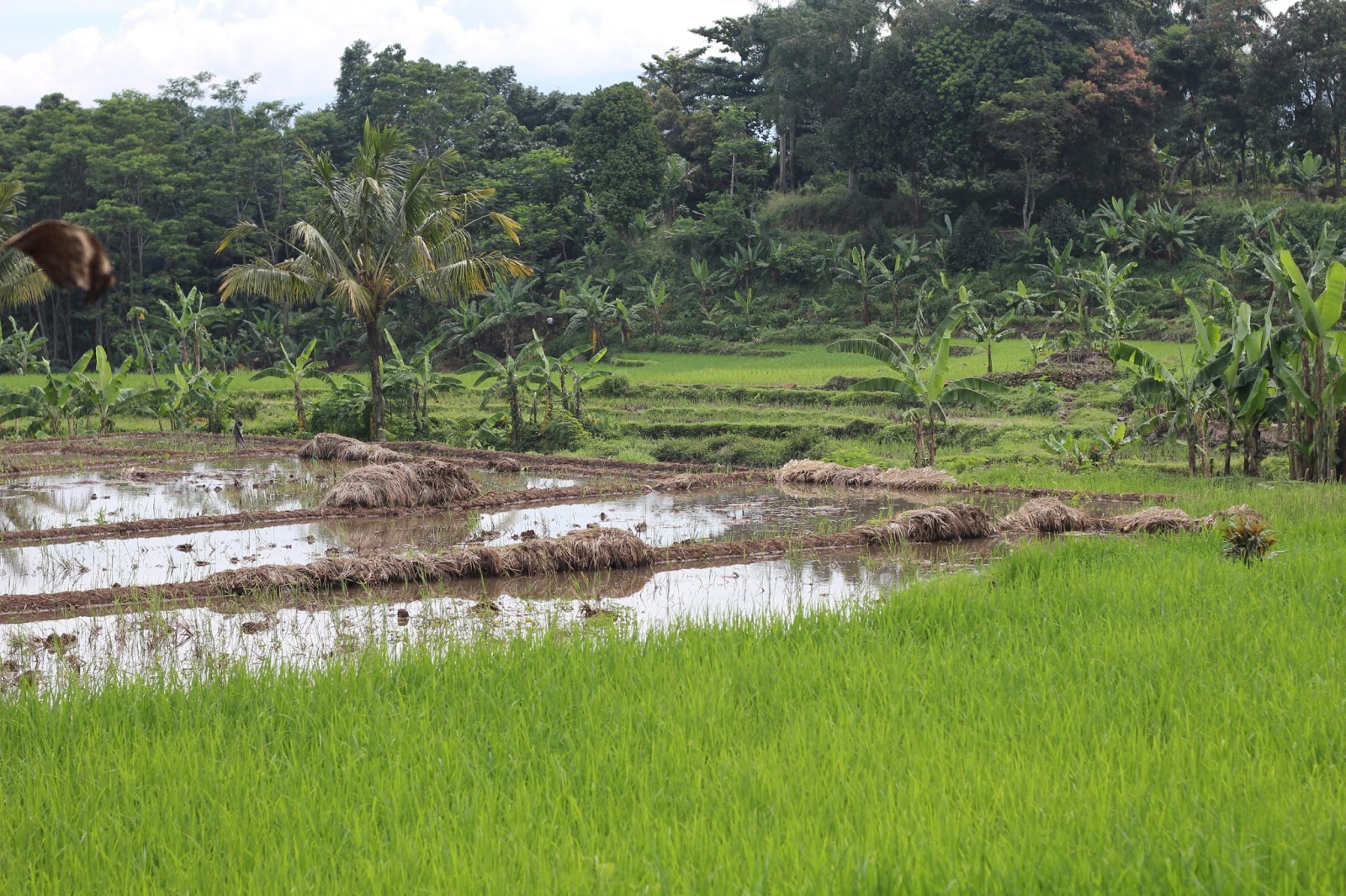 NASKAH DRAMA SI KABAYAN NGALA ROAY