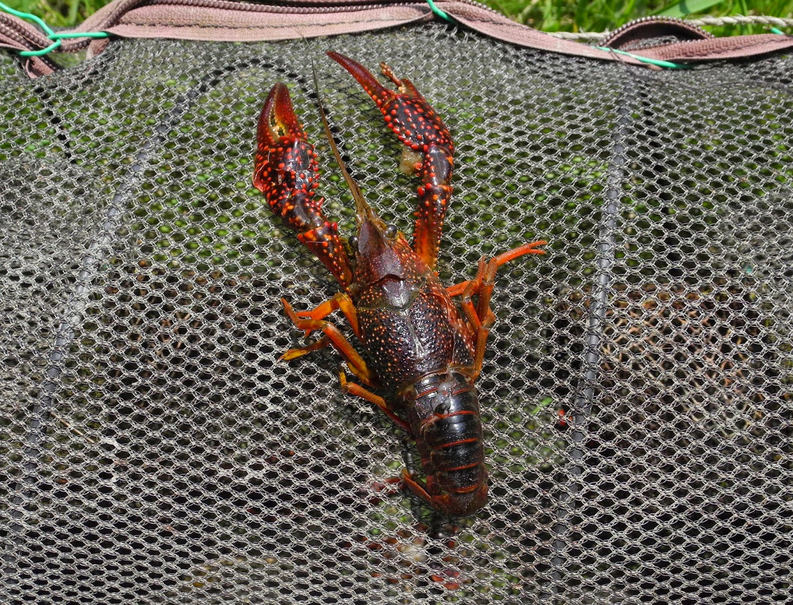 葉山生きもの調査団 アメリカザリガニ「外来生物」