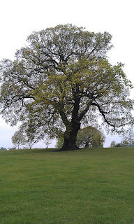 Quercus robur - Oak Tree Brockwell Park