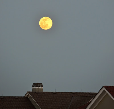 Westie Julep: Moon Rising ... It Was Full & It Was Beautiful!