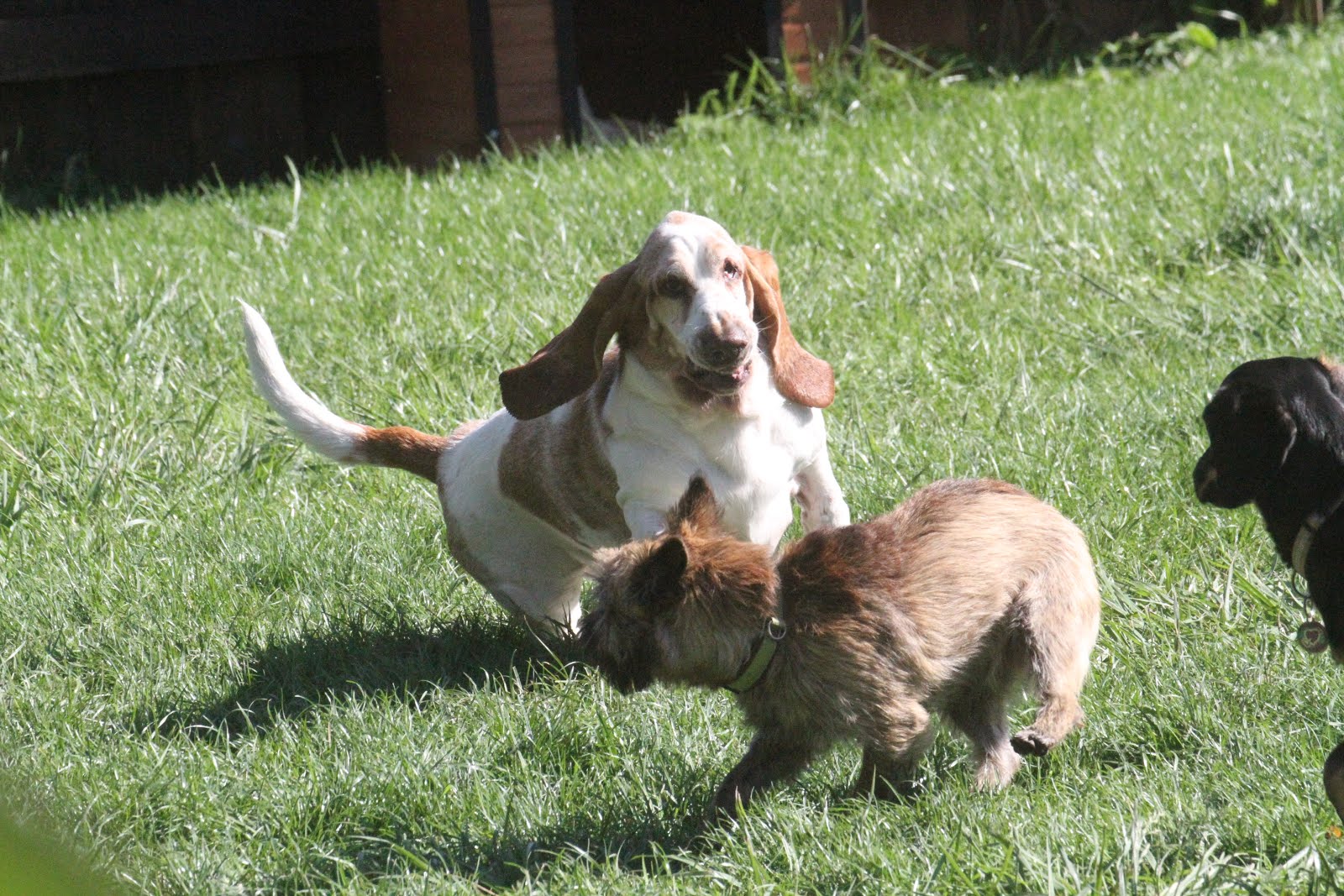 Hunde Abenteuer Land. Tagesbetreuung Ferienbetreuung Zürich Friday
