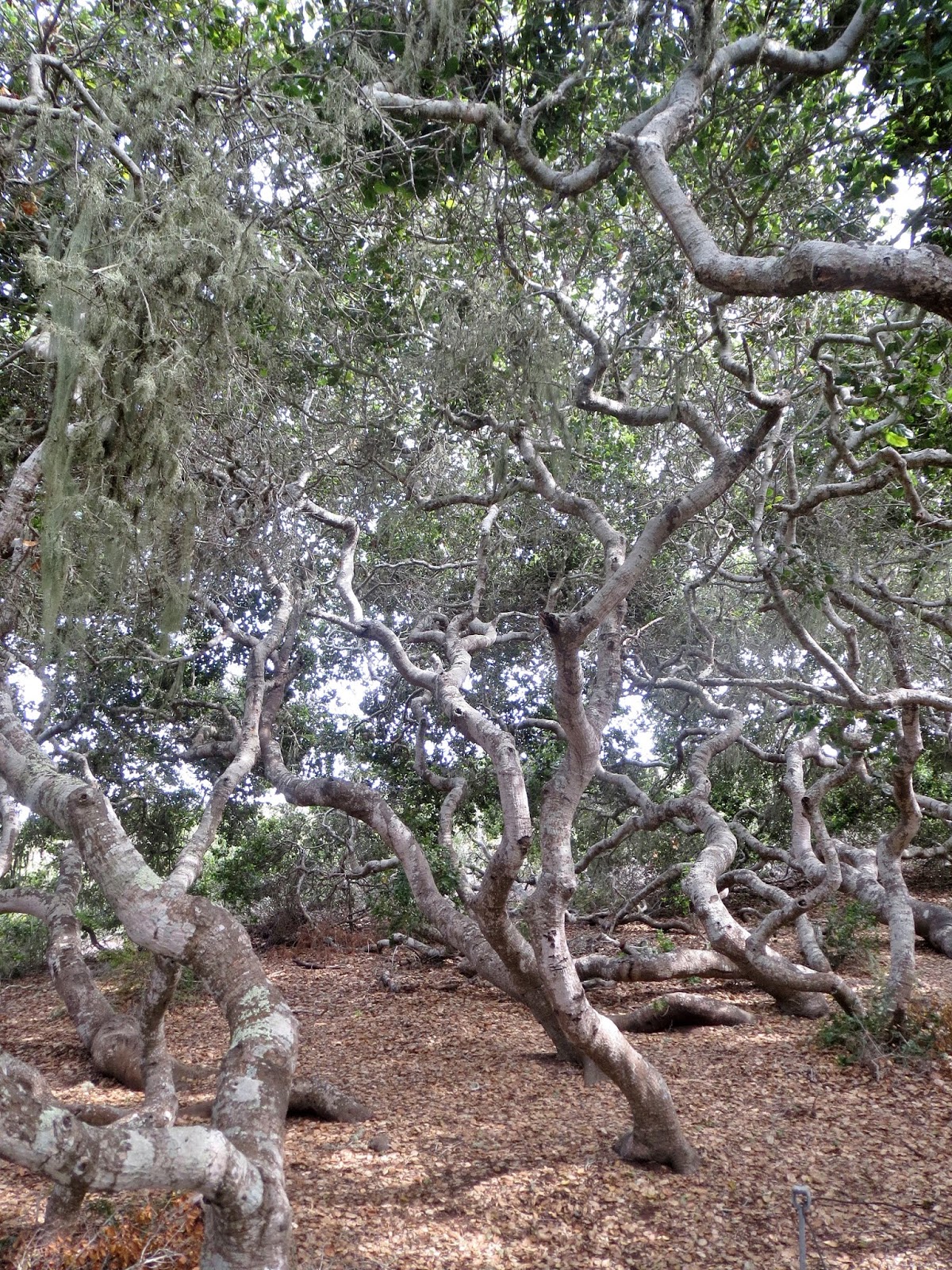 The Elfin Forest A Land of Mythical Woodland Beings? Maybe Not Quite...