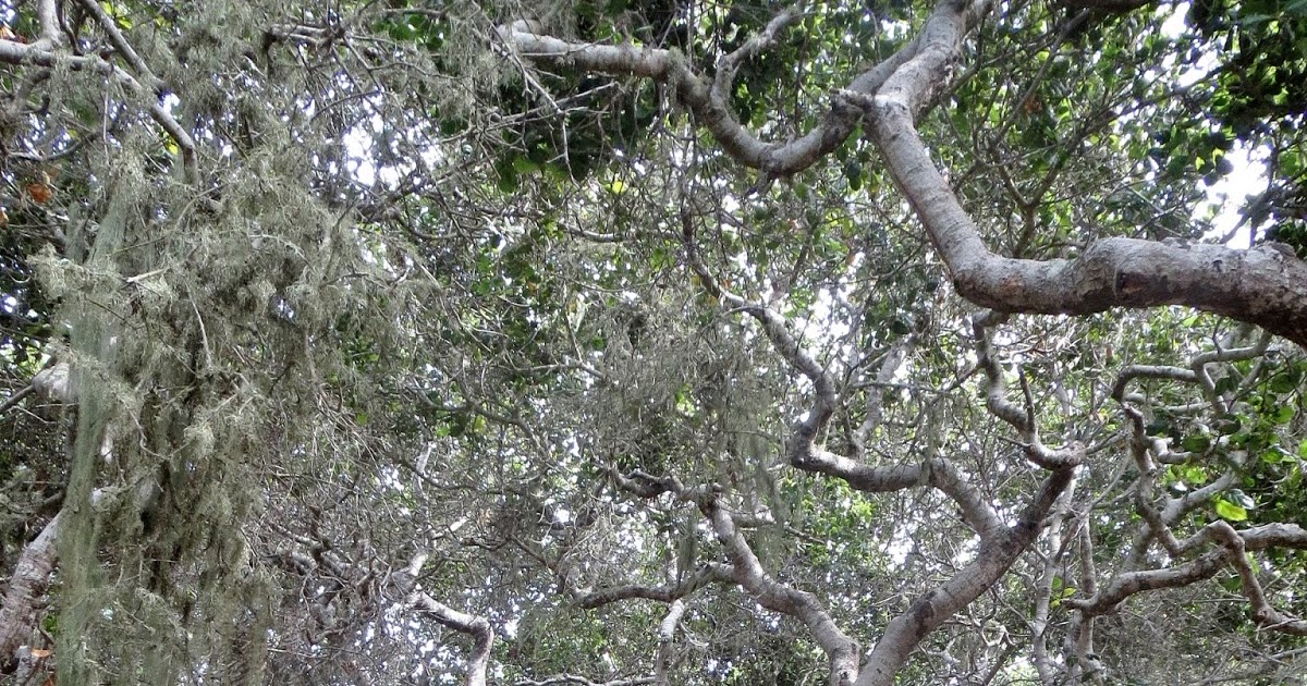 The Elfin Forest A Land of Mythical Woodland Beings? Maybe Not Quite...