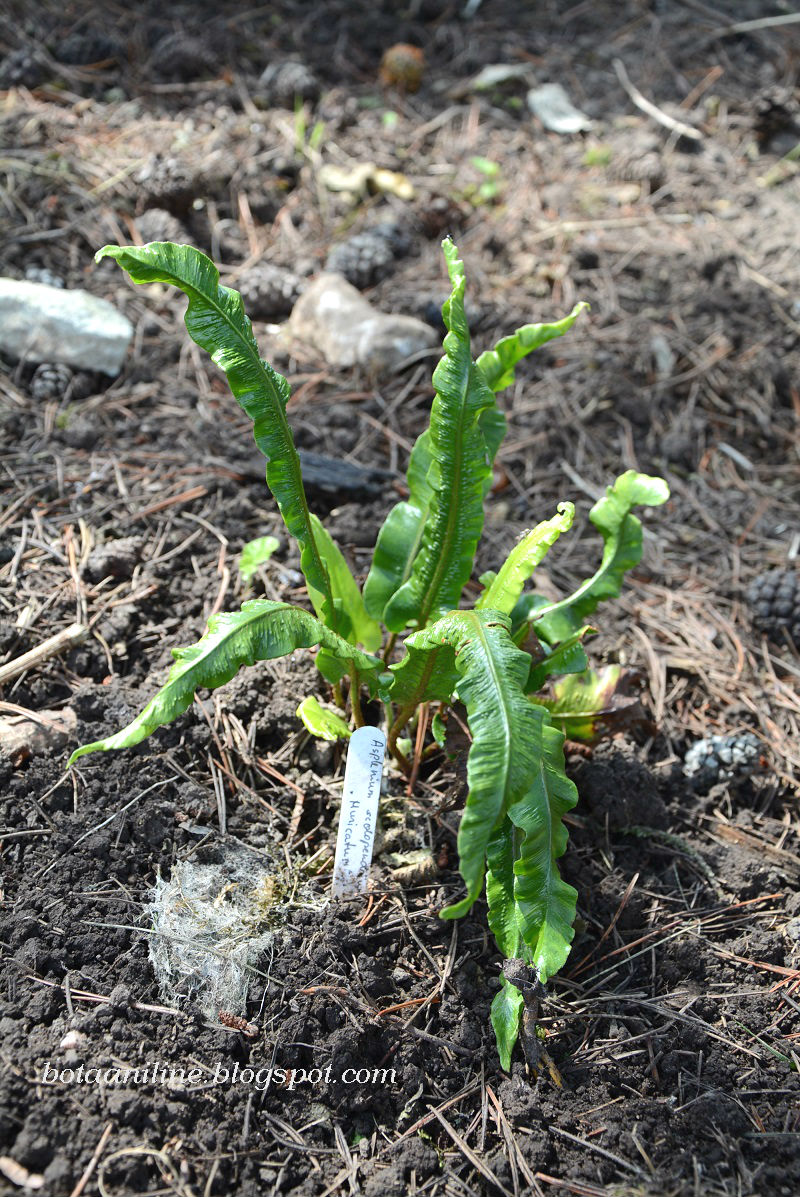 rohenäpp: Noored nunnud ritta. Lõppu vanemaid ka
