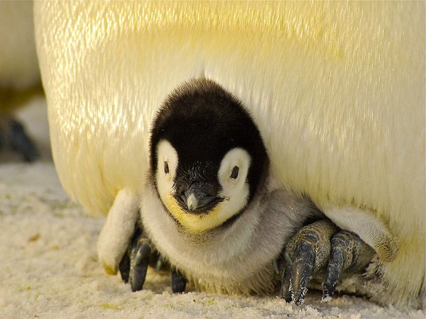 Ciri Fisik Penguin Dan Cara Penguin Berkembang Baik Cinta Sains Ciri Fisik Penguin Dan Cara Penguin Berkembang Baik Cinta Sains