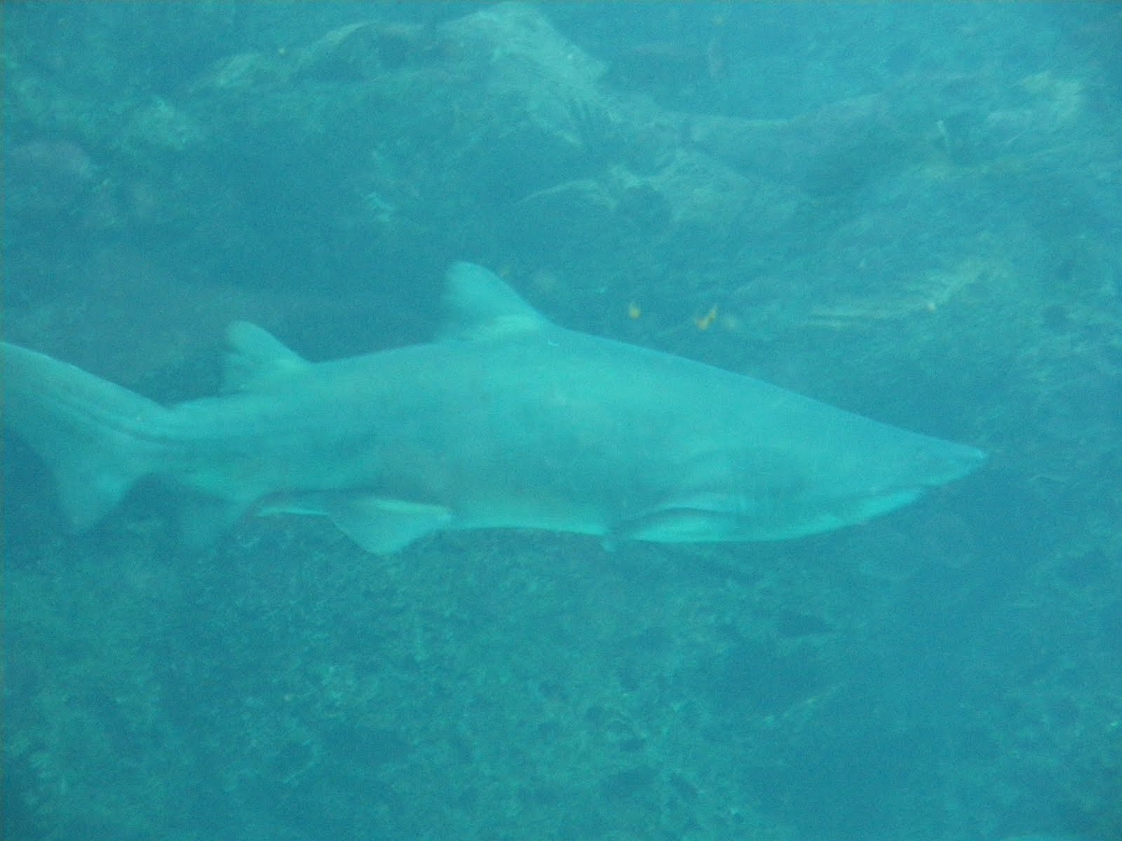 The Cheung Family Adventures Unpuffed puffer fish (porcupine fish)