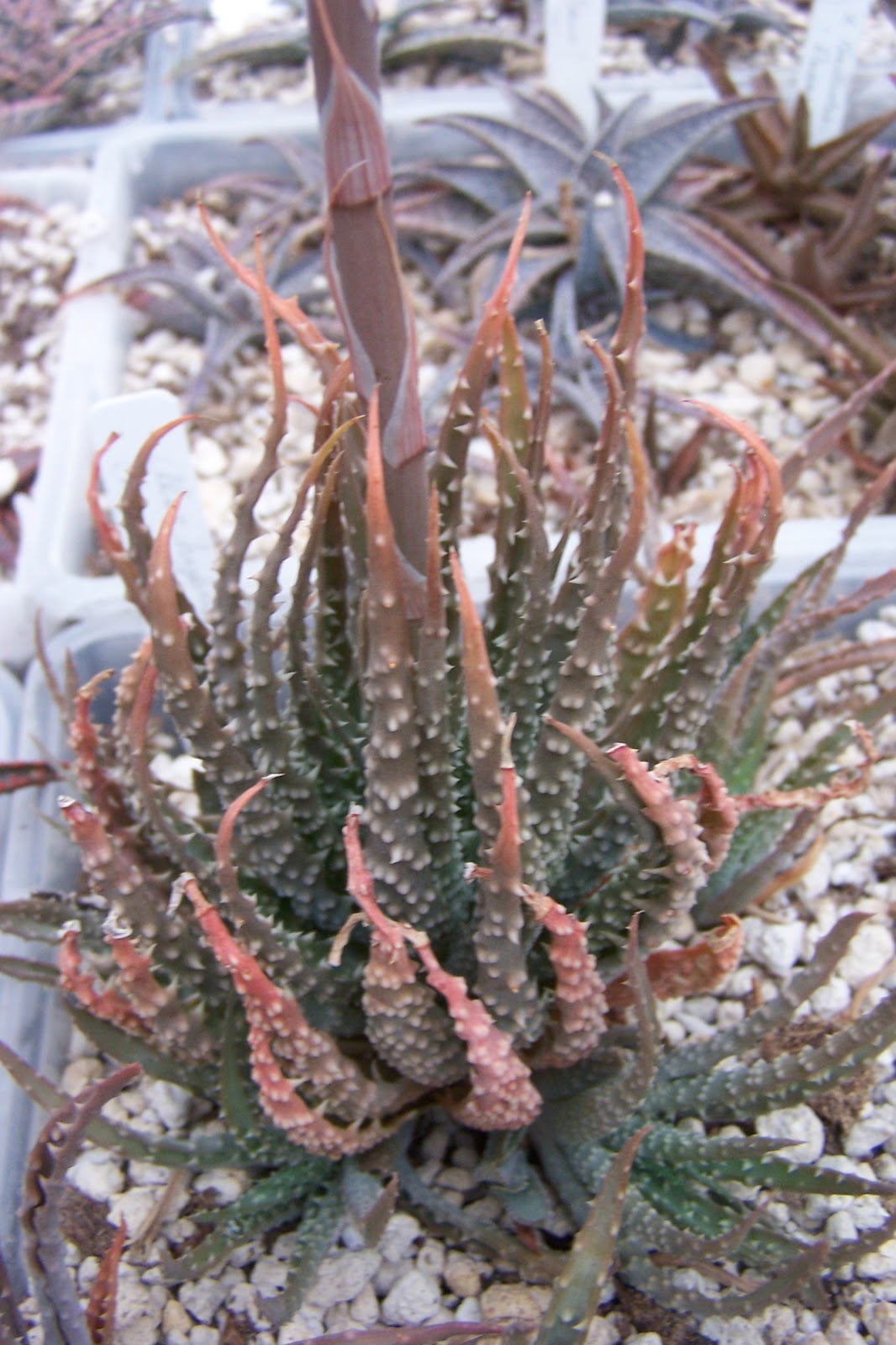 Oregon Cactus Blog Aloe species
