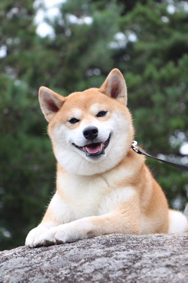 Ảnh avatar chó Shiba siêu đáng yêu, siêu dễ thương