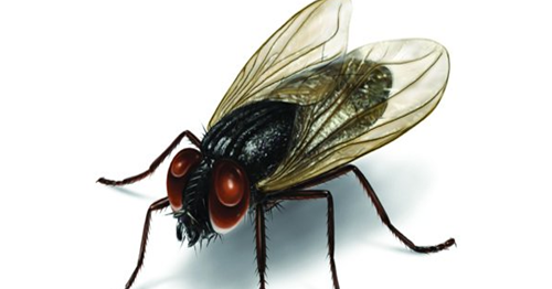 Arti Kedutan Primbon Jawa: Arti Mimpi Lalat Menurut Buku Mimpi