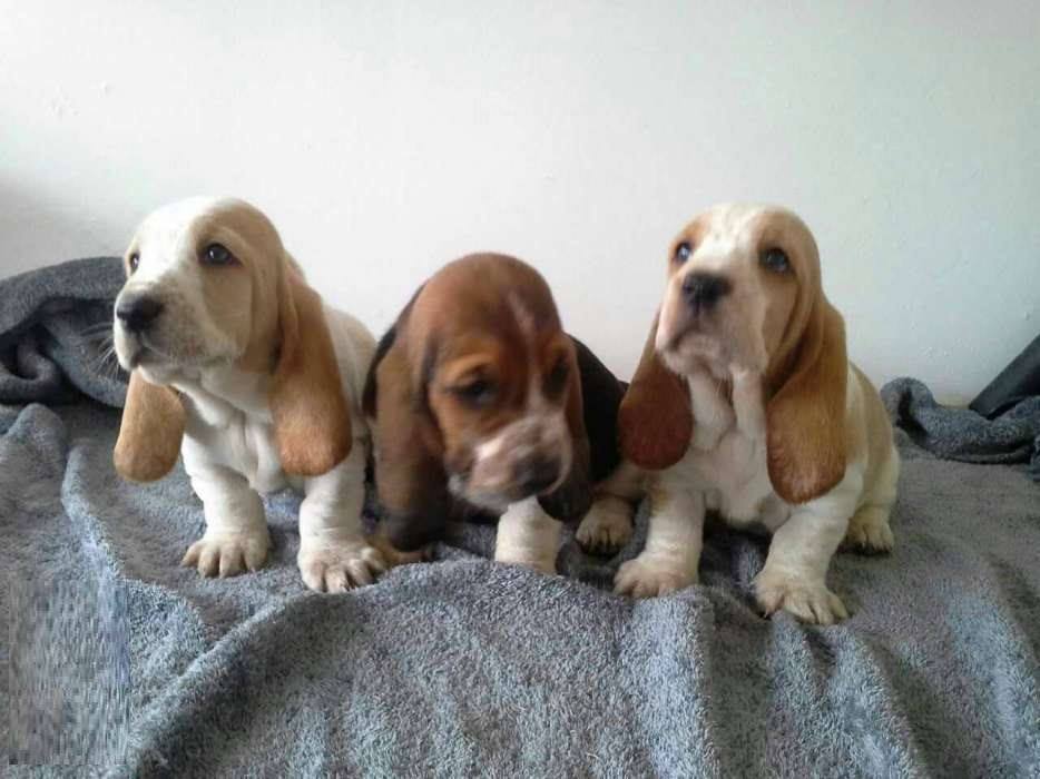 Are Basset Hound Puppies Hyper