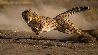 Faster than a cheetah. More powerful than another cheetah. (Posted by Jerry Yoakum)