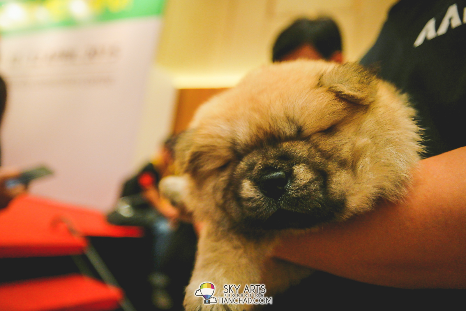 Sleeping Chow Chow Puppy