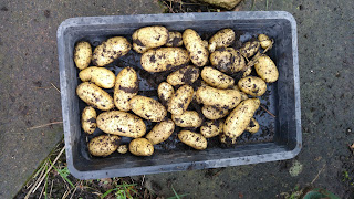 Lovely looking Charlotte potatoes