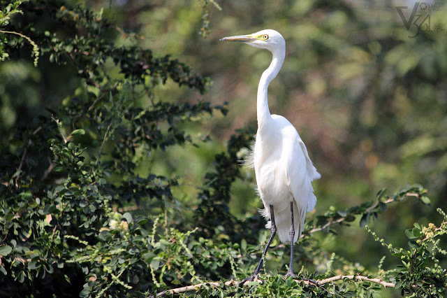 Great Egret at Ranganathittu Great Egret at Ranganathittu