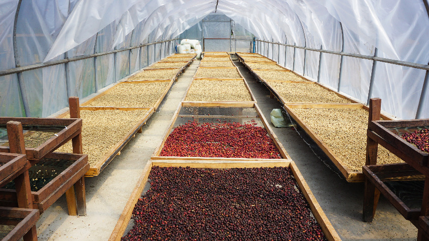 Optimalkan Fungsi Plastik UV di Greenhouse, dengan Cara