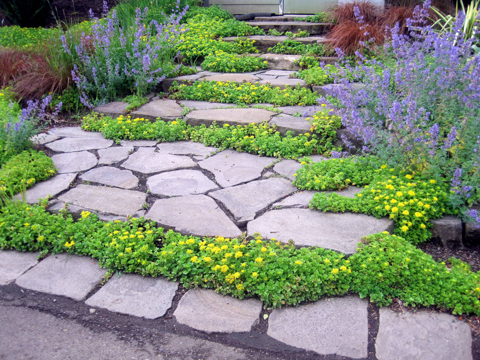 garden inspiration 2015raparperisydan