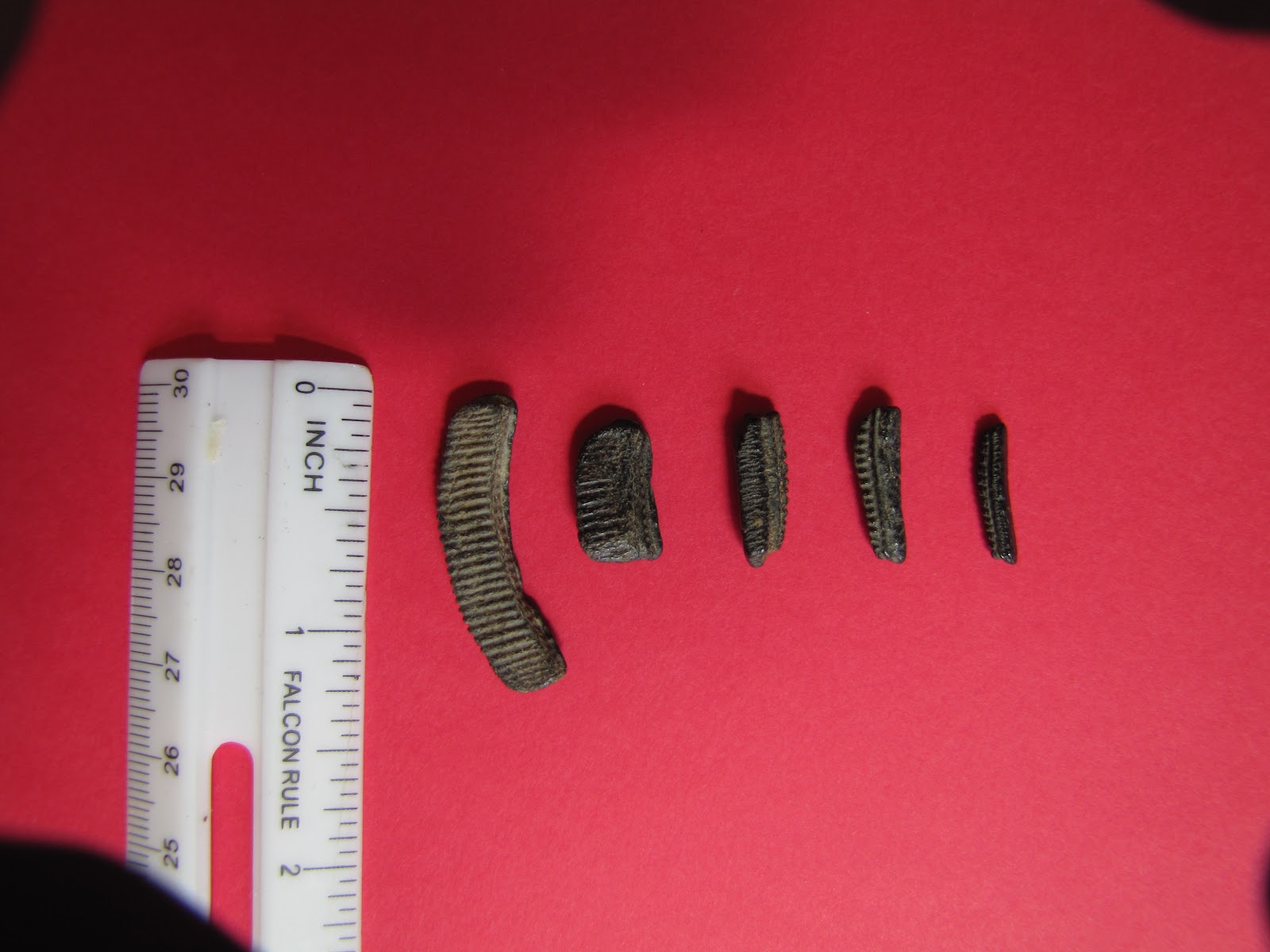 Wild Things Fossiling Trip Purse State Park, Maryland