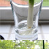 How to grow green onions