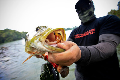 peacock bass spotting run rods
