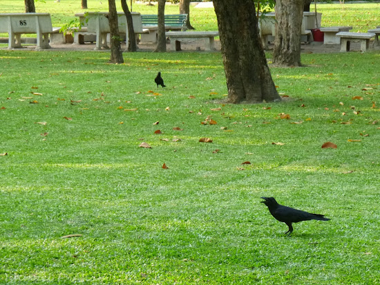 Crows in Lumphini Park