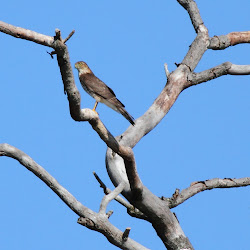 dead bird in chimney flies 6