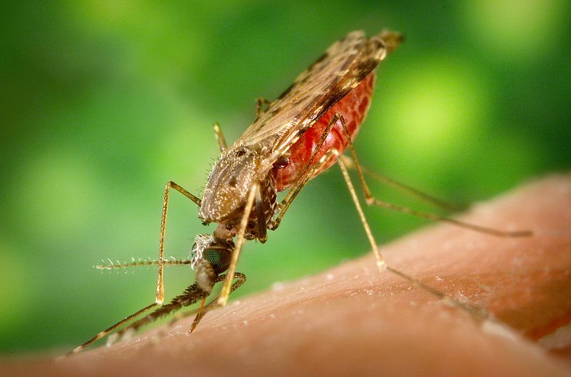 gambar nyamuk malaria - gambar nyamuk - gambar nyamuk malaria