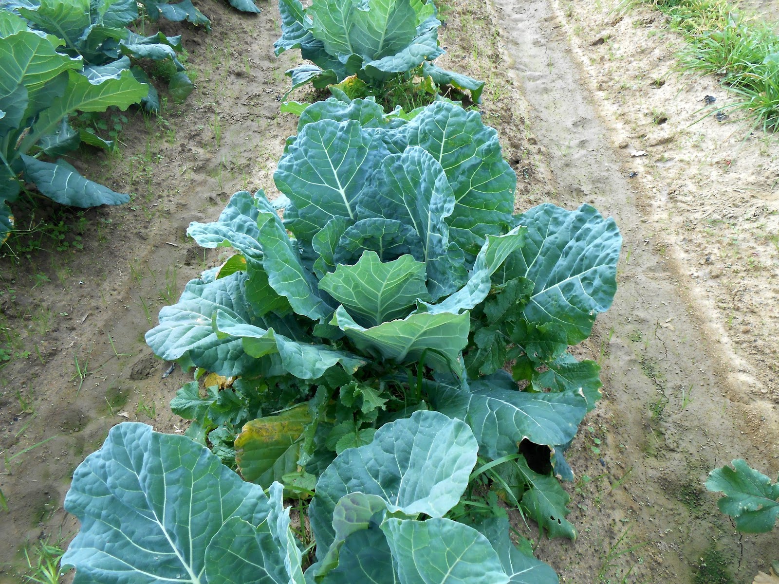 Cooking With Mary and Friends StirFried Collard Greens