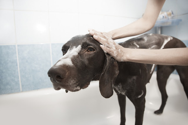 Dog being bathed 