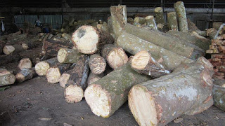 gỗ tròn gỗ cao su