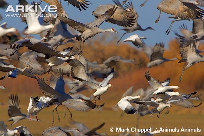 interactions between flocks snow goose
