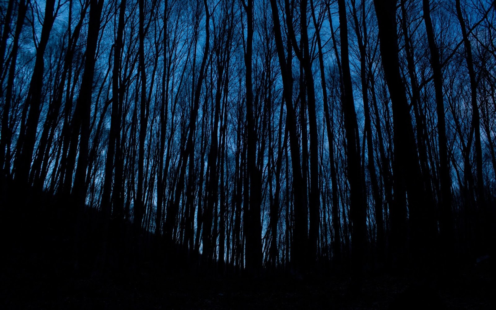 Dark Trees Wallpaper dark-trees-wallpaper