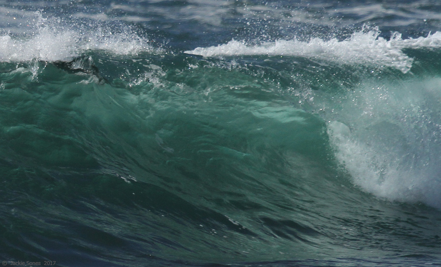 The Natural History of Bodega Head Sea glass green
