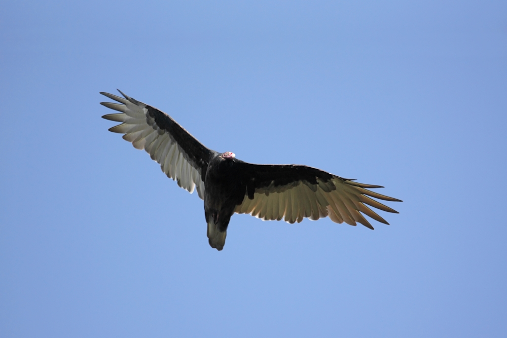 Steve Byland Nature Photography Attract More Vultures To Your Yard