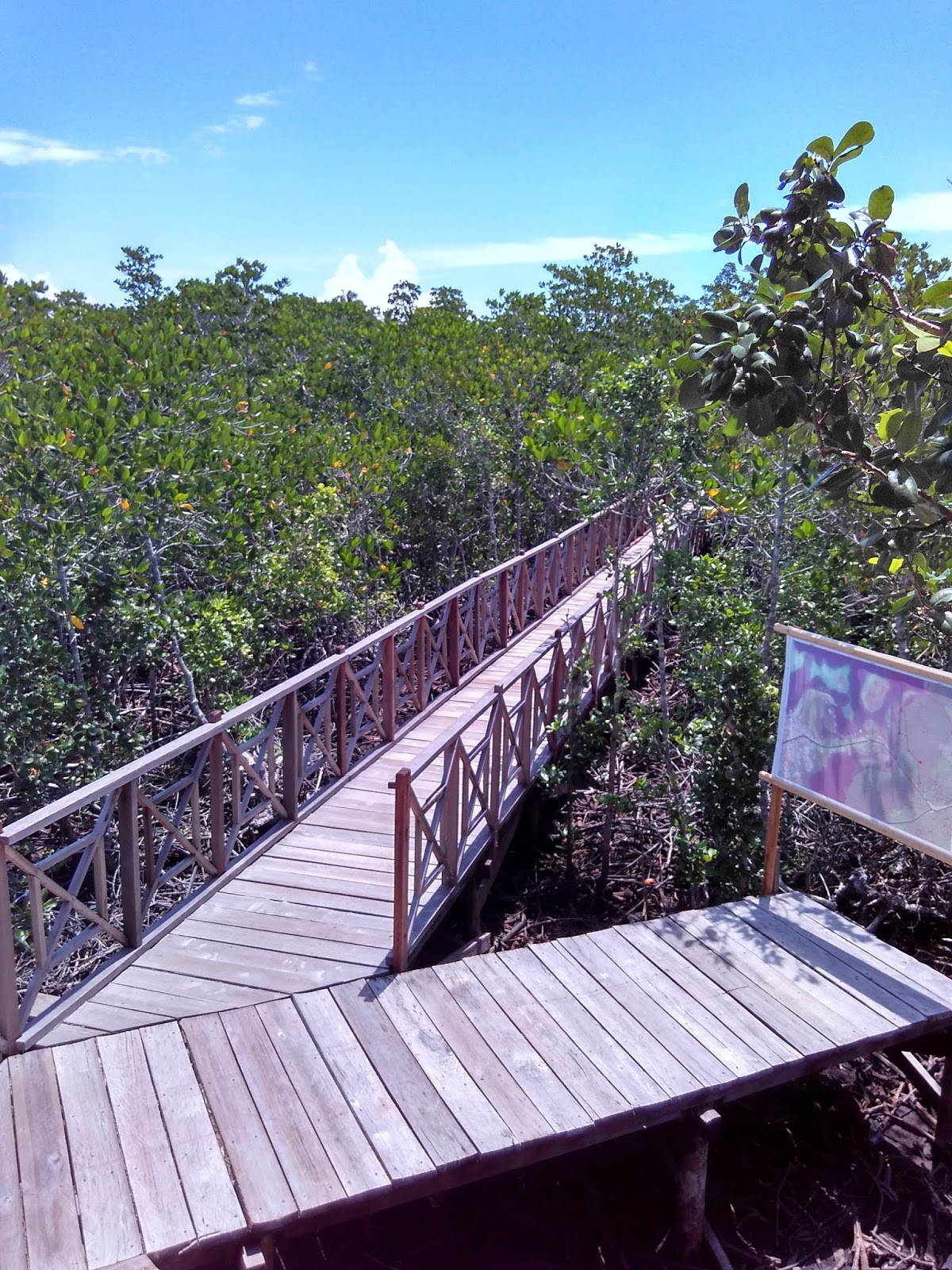 Hutan Mangrove Teluk Kayeli [5]. - Wesata.ID