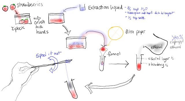 science 10 gladstone: Extracting DNA from a strawberry