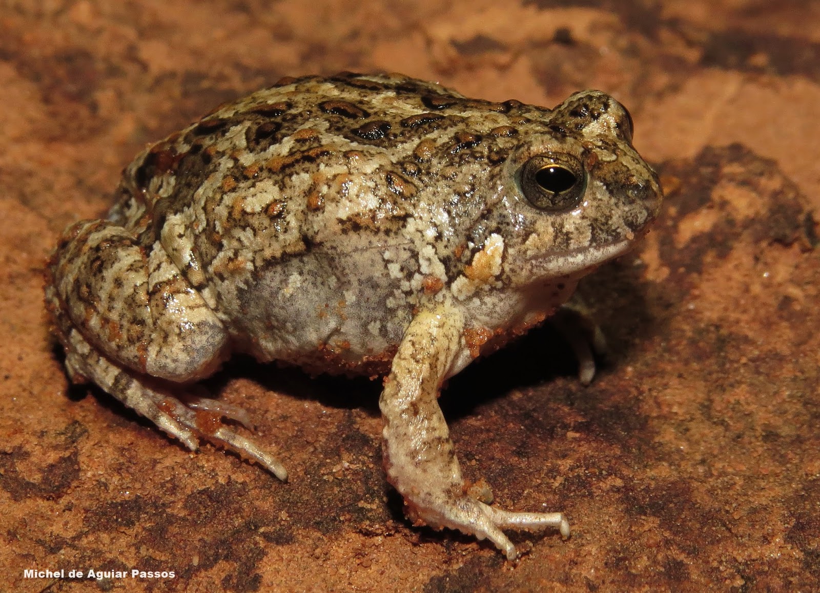 Herpetolife (Inicio) Physalaemus biligonigerus (Cope, 1861)