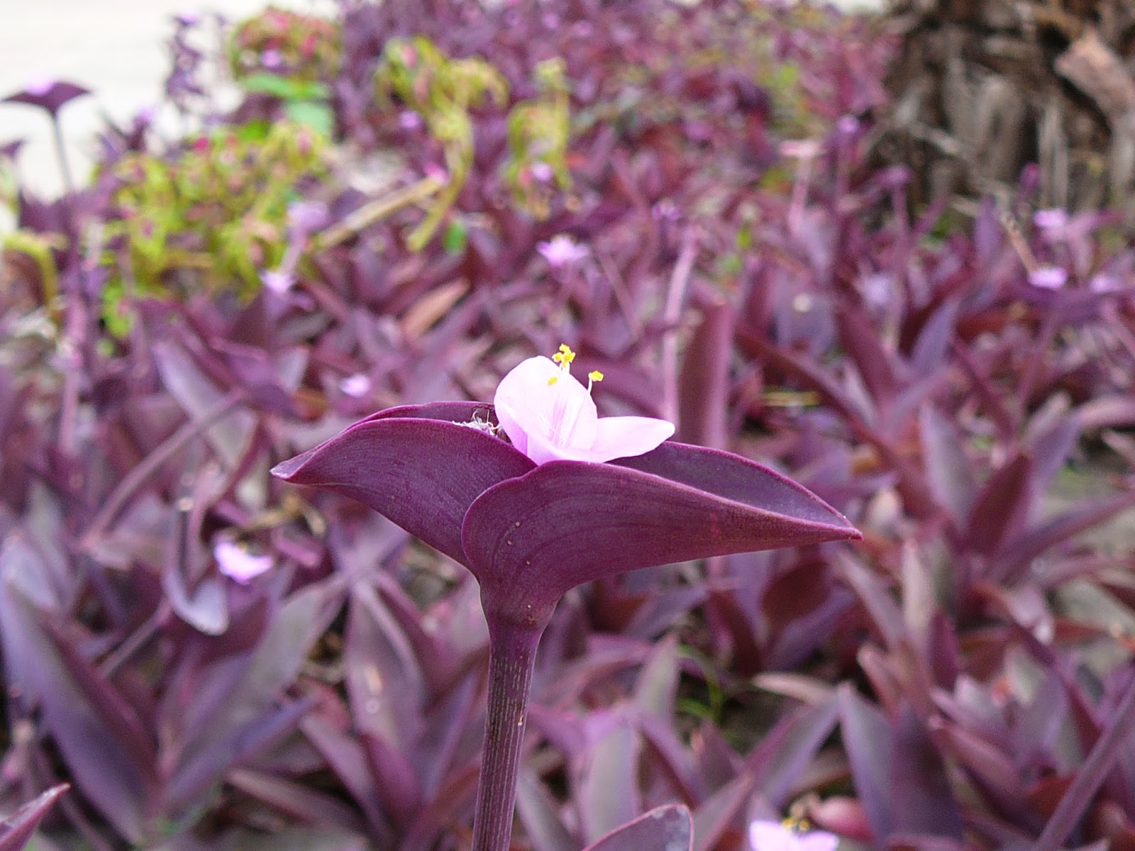 Conhecendo as plantas...: Folhas roxas fazem fotossíntese?