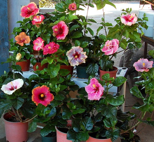 Can I Use Rose Plant Food On A Hibiscus Can I Use Rose Plant Food On A Hibiscus