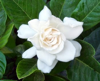  Bunganya berwarna putih & sangat harum Manfaat & Khasiat Bunga Jempiring / Kacapiring (Gardenia Augusta)