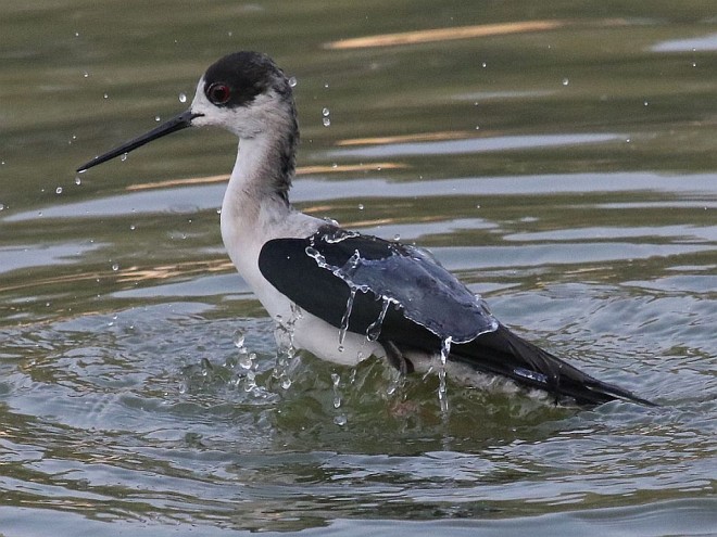 Arunachala Birds Black Winged Stilt Pavilla Kallan Tamil