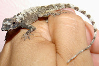 http://sciencythoughts.blogspot.co.uk/2015/01/a-new-species-of-twig-anole-from-panama.html