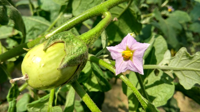 Y la de la berenjena (Solanum melongena). 