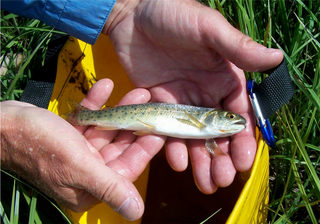 Fly Fishing In Yellowstone National Park: Pelican Creek Odysey
